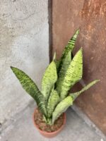 Zdjęcie rośliny Sansevieria Zeylanica, ujęcie 2