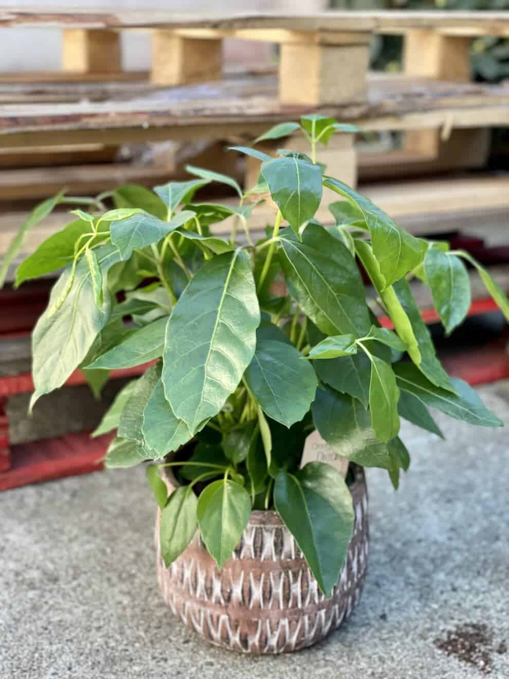 Schefflera amate szeflera jungle boogie