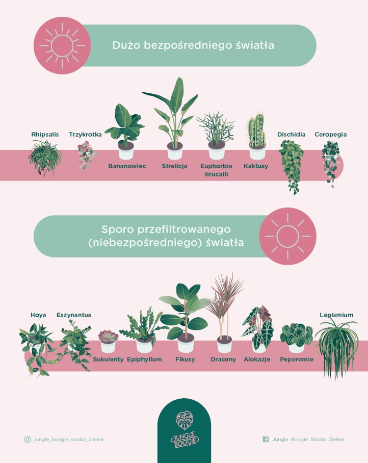 infografika rośliny i kwiaty doniczkowe na słońce