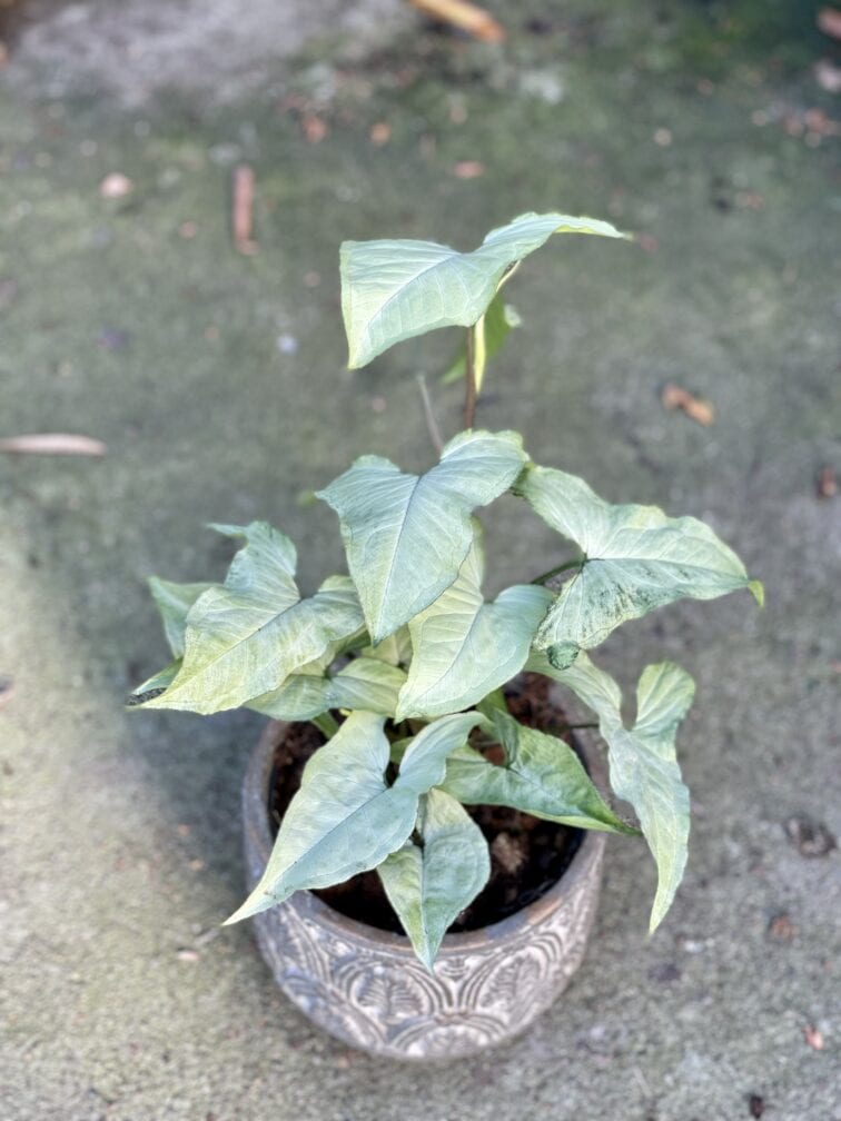 Zdjęcie rośliny Syngonium Nguengi Laima, ujęcie 1