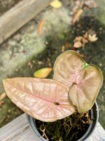 Zdjęcie rośliny Syngonium Pink Flecked, ujęcie 1