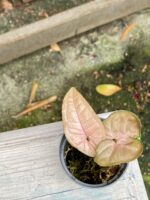 Zdjęcie rośliny Syngonium Pink Flecked, ujęcie 2