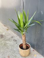 Zdjęcie rośliny Yucca (Juka), ujęcie 1