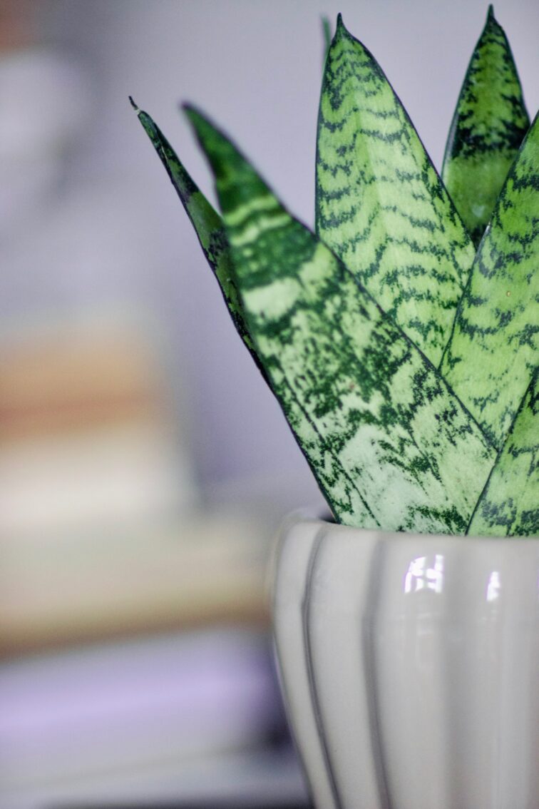 Zdjęcie sansewieria (sansevieria) zaylanica fan roślina doniczkowa w osłonce