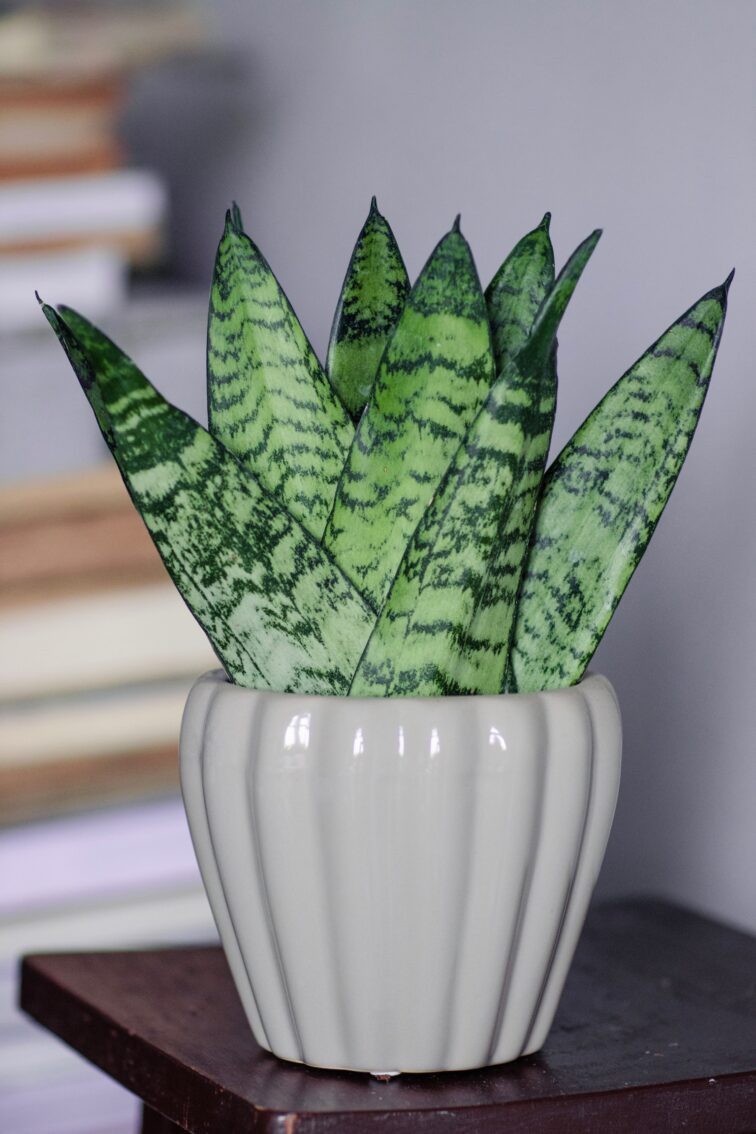 Zdjęcie sansewieria (sansevieria) zaylanica fan roślina doniczkowa w osłonce
