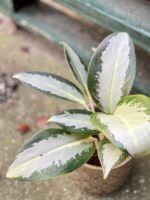 Zdjęcie rośliny Aglaonema Green Bowl, ujęcie 1
