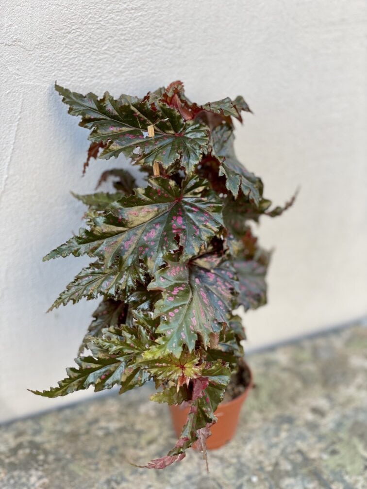 Zdjęcie rośliny Begonia serratipetala, ujęcie 2