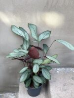 Zdjęcie rośliny Ctenanthe Setosa Grey Star, ujęcie 2