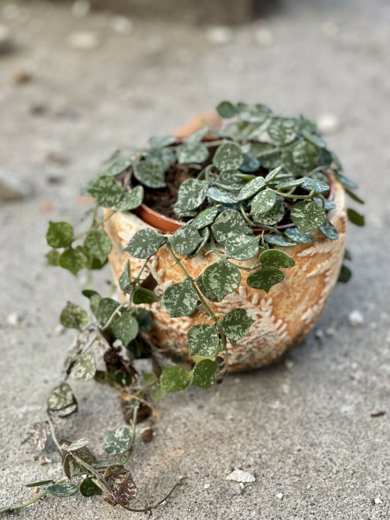 Hoya curtisii Hoja curtisii