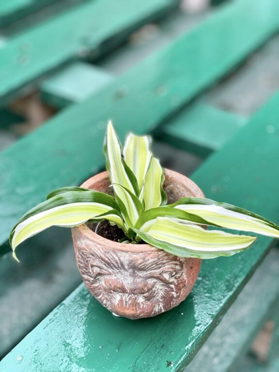 Zdjęcie rośliny Dracaena fragrans compacta Malaika (Dracena), ujęcie 1