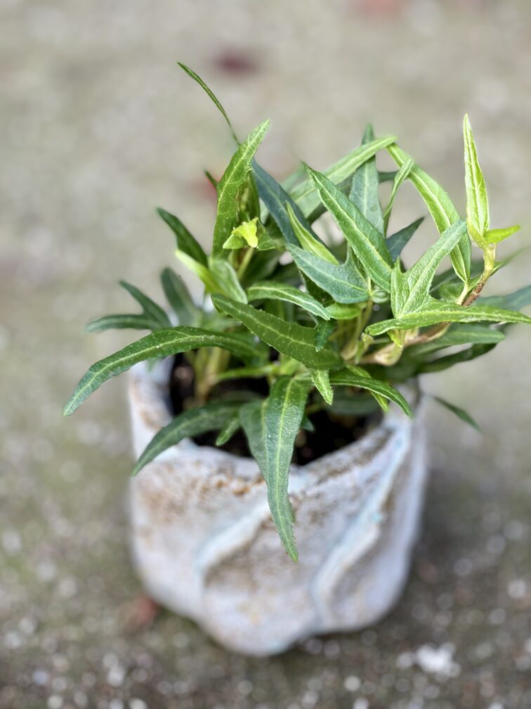 Zdjęcie rośliny Hedera Helix (Bluszcz), ujęcie 1
