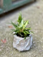 Zdjęcie rośliny Hedera Helix (Bluszcz), ujęcie 3