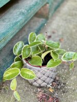 Zdjęcie rośliny Hoya krimson queen, ujęcie 1