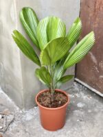 Zdjęcie rośliny Licuala Grandis, ujęcie 1