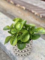 Zdjęcie rośliny Peperomia obtusifolia Lime, ujęcie 1