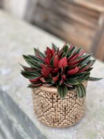 Zdjęcie rośliny Peperomia Rosso, ujęcie 3