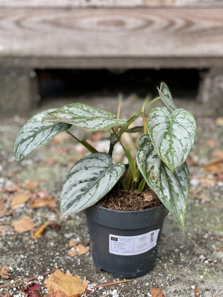 Zdjęcie rośliny Philodendron brandtianum, ujęcie 2