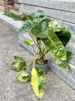 Zdjęcie rośliny Philodendron Burle Marx variegata, ujęcie 1