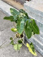 Zdjęcie rośliny Philodendron Burle Marx variegata, ujęcie 2