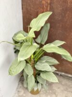 Zdjęcie rośliny Philodendron Hastatum, ujęcie 1