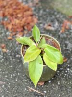 Zdjęcie rośliny Philodendron Orange, ujęcie 1