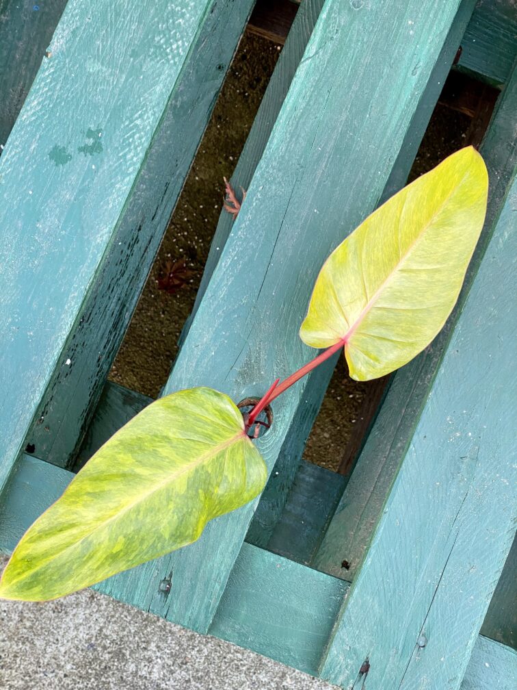 Zdjęcie rośliny Sadzonka Filodendron Painted Lady, ujęcie 1