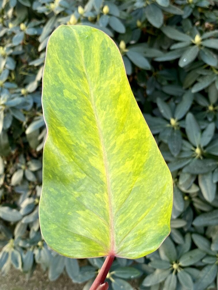 Zdjęcie rośliny Sadzonka Filodendron Painted Lady, ujęcie 2