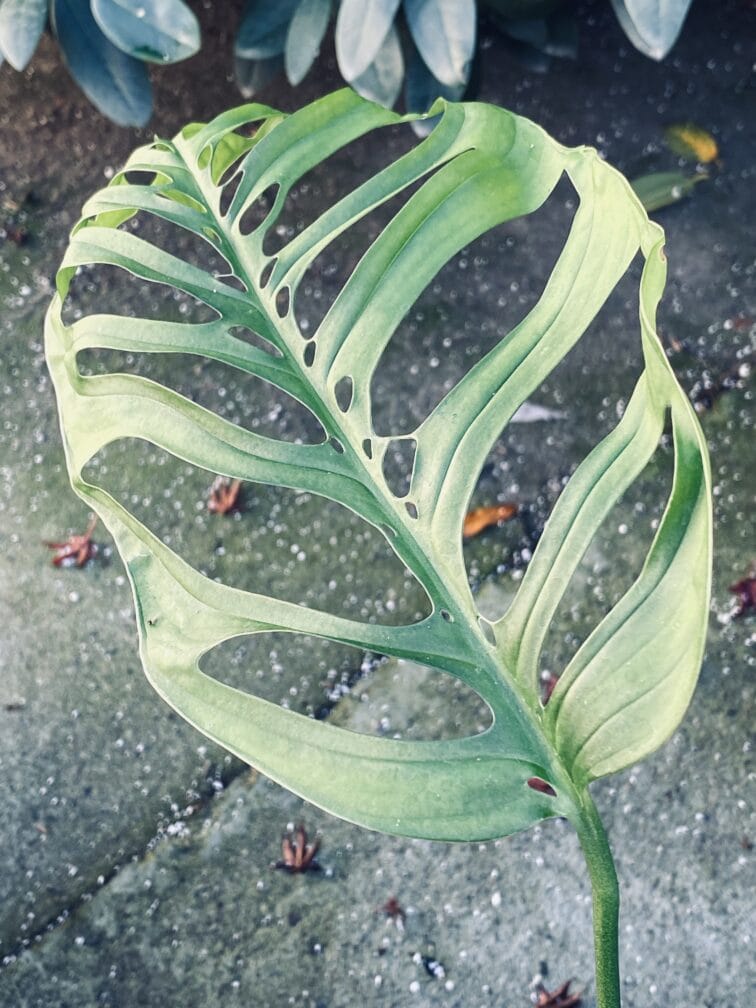 Zdjęcie rośliny Sadzonka Monstera Esqueleto, ujęcie 1