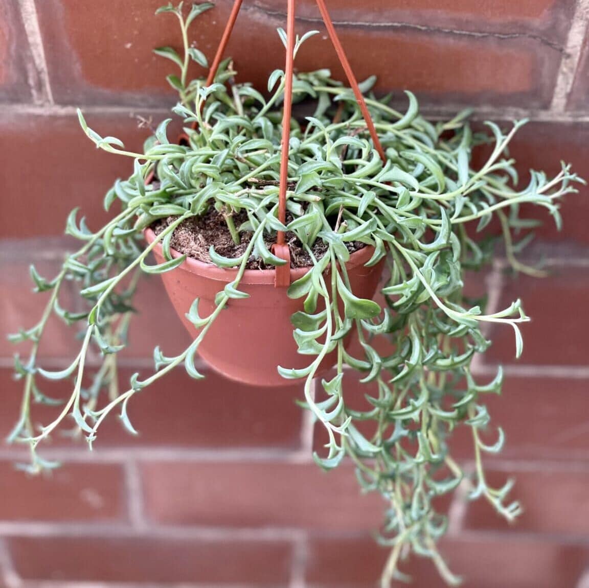 Senecio peregrinus Jumping Dolphins starzec rowleya