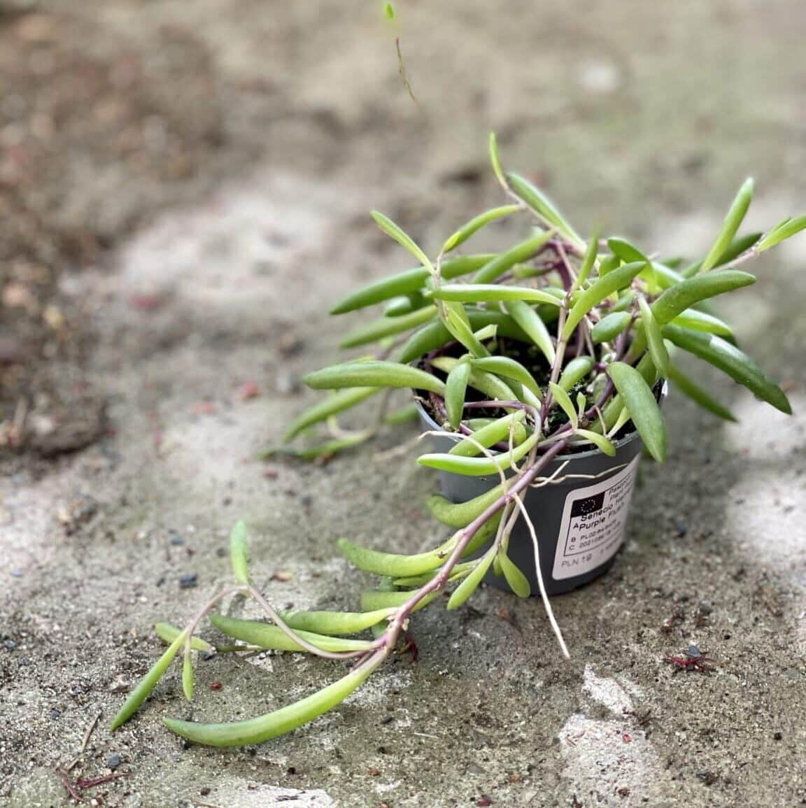 Senecio herreianus Purple flush 