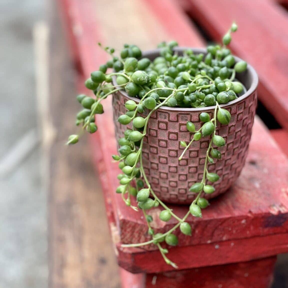 Starzec rowleya (senecio rowleyanus) - sznur pereł