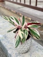 Zdjęcie rośliny Stromanthe Triostar, ujęcie 3