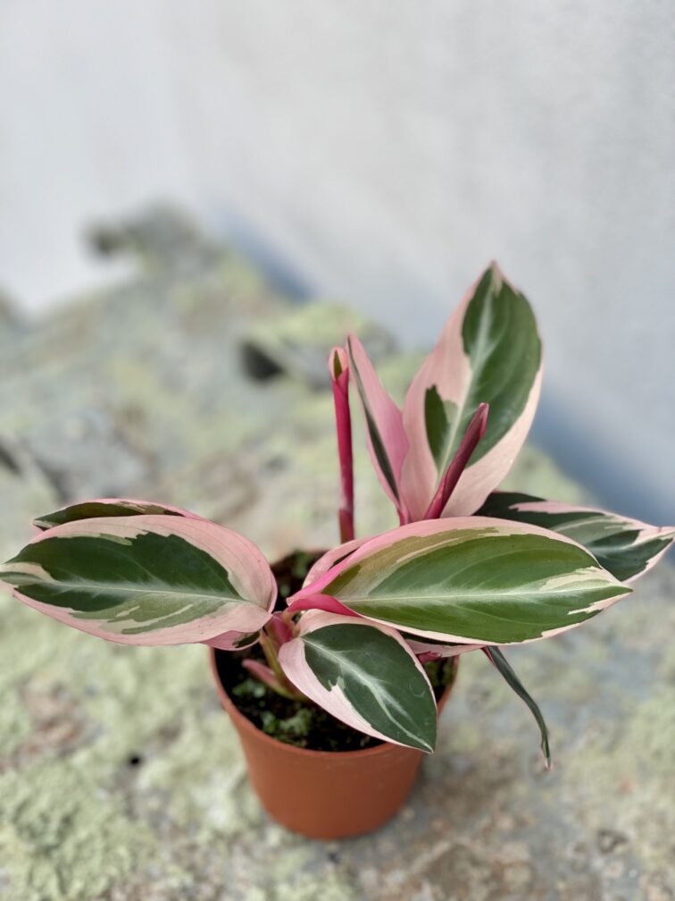 Zdjęcie rośliny Stromanthe Triostar, ujęcie 2