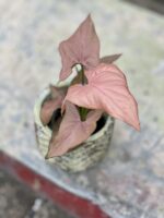 Zdjęcie rośliny Syngonium Pink Allusion, ujęcie 1
