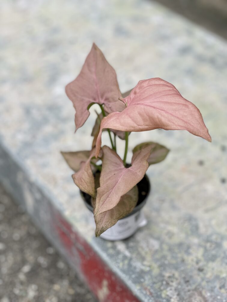 Zdjęcie rośliny Syngonium Pink Allusion, ujęcie 2