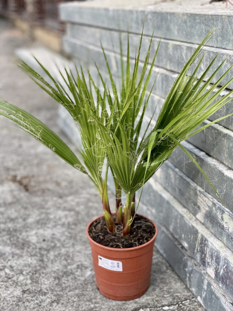Zdjęcie rośliny Washingtonia robusta (Palma meksykańska), ujęcie 1