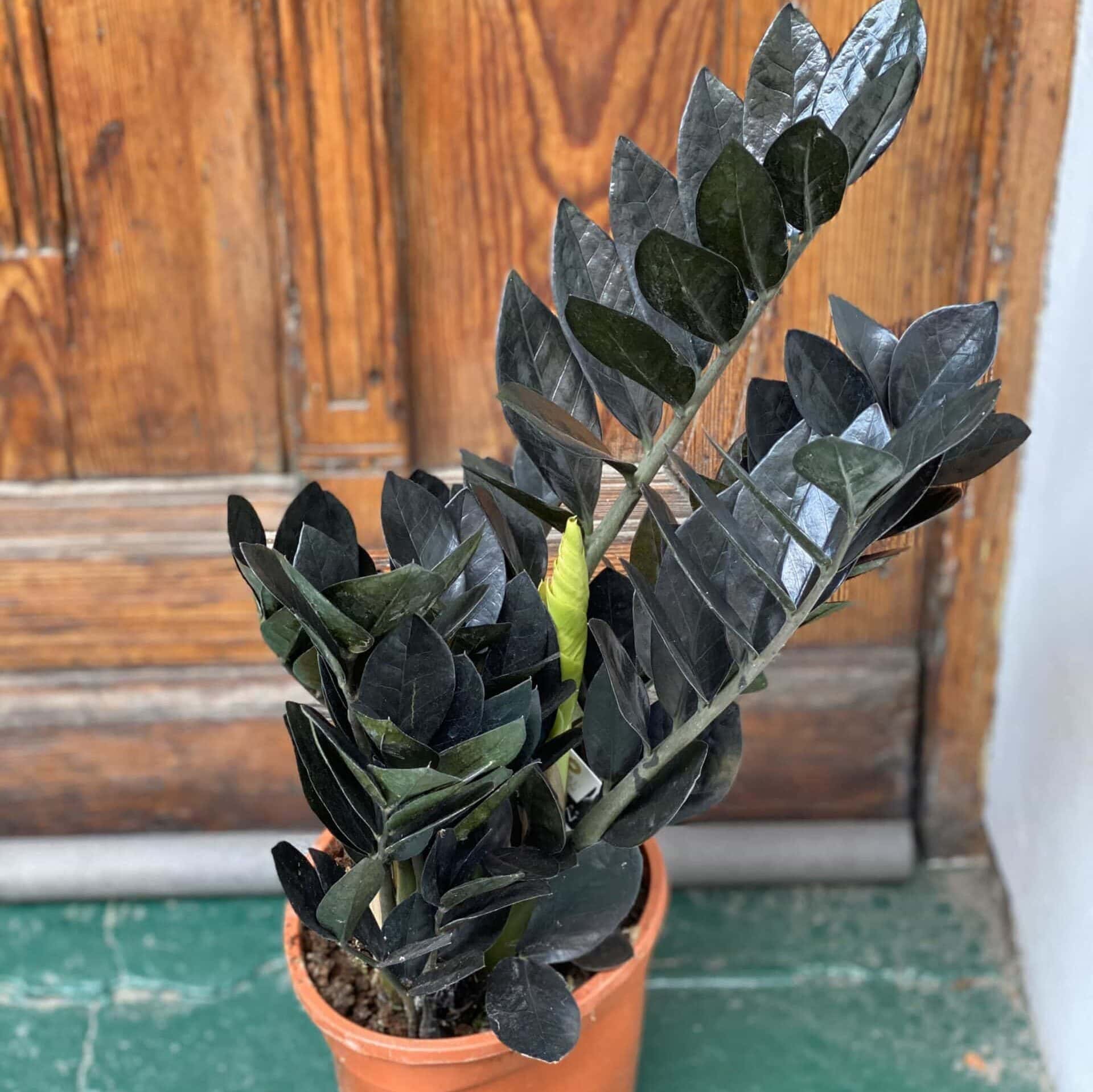 Zamioculcas Raven Zamiokulkas Raven