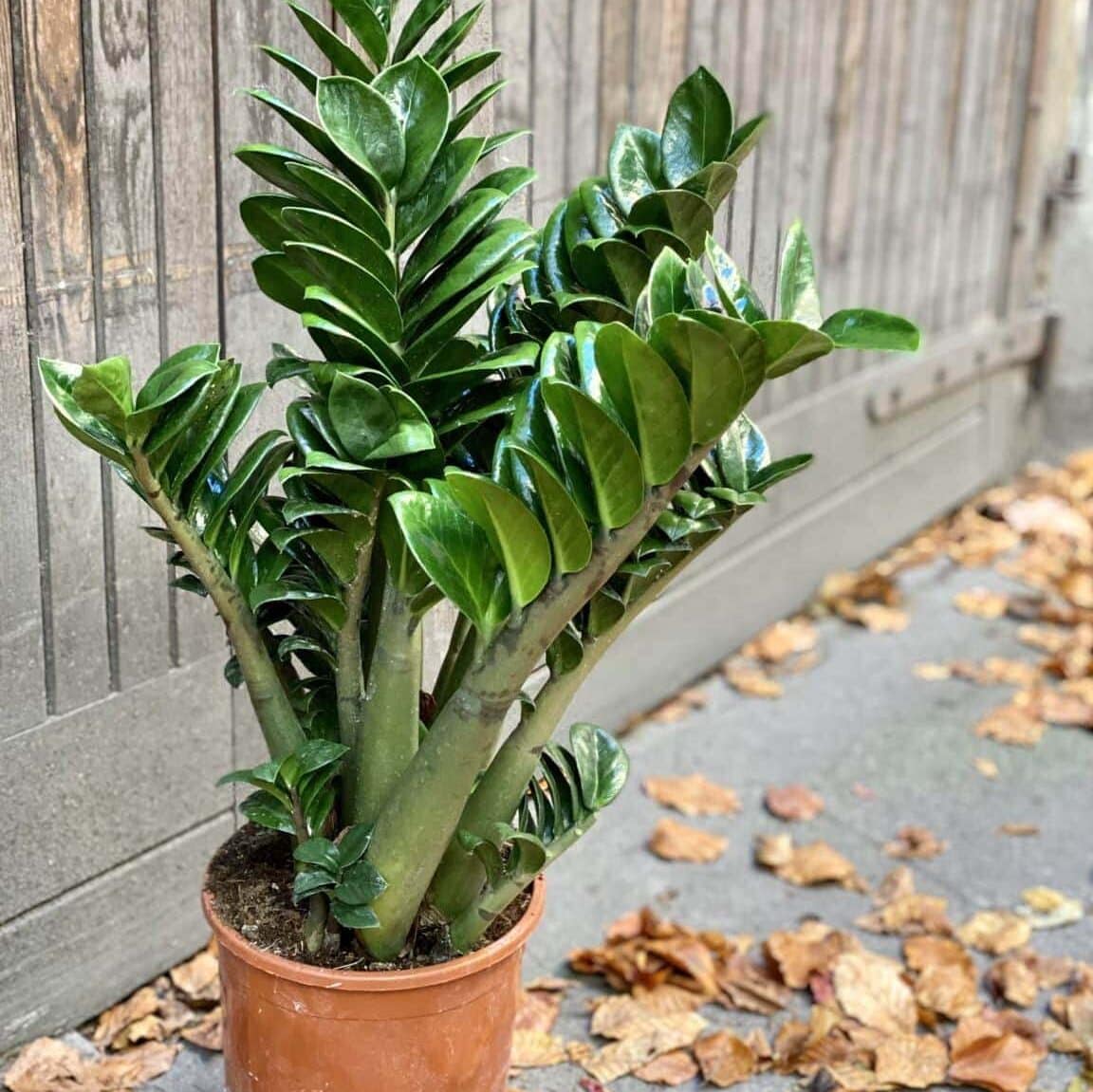 Zamiokulkas Zenzi Zamioculcas Zenzi