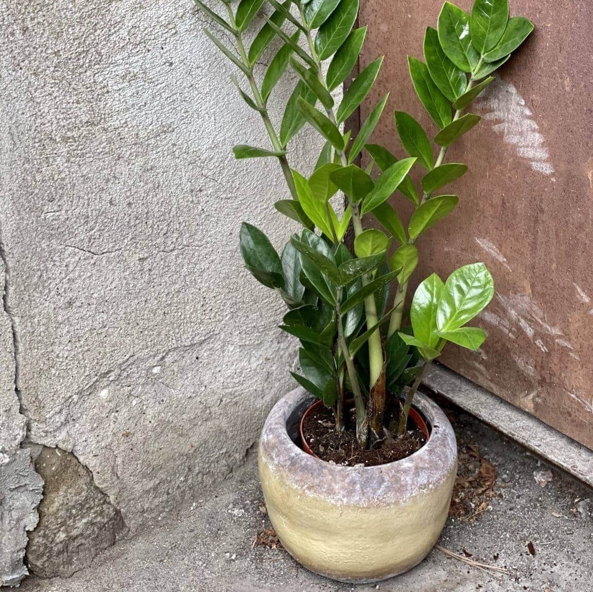 Zamiokulkas Zamiolistny (zamioculcas zamiifolia)