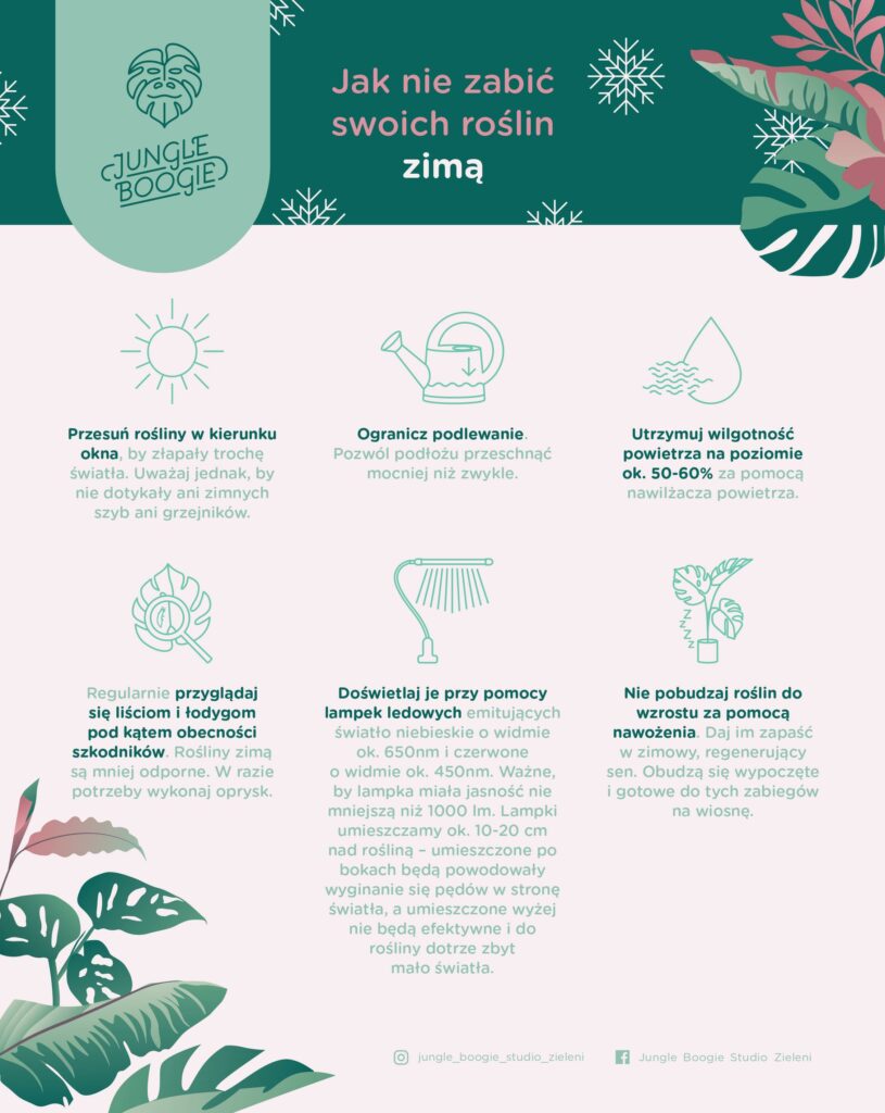 pielęgnacja roślin i kwiatów doniczkowych zimą infografika