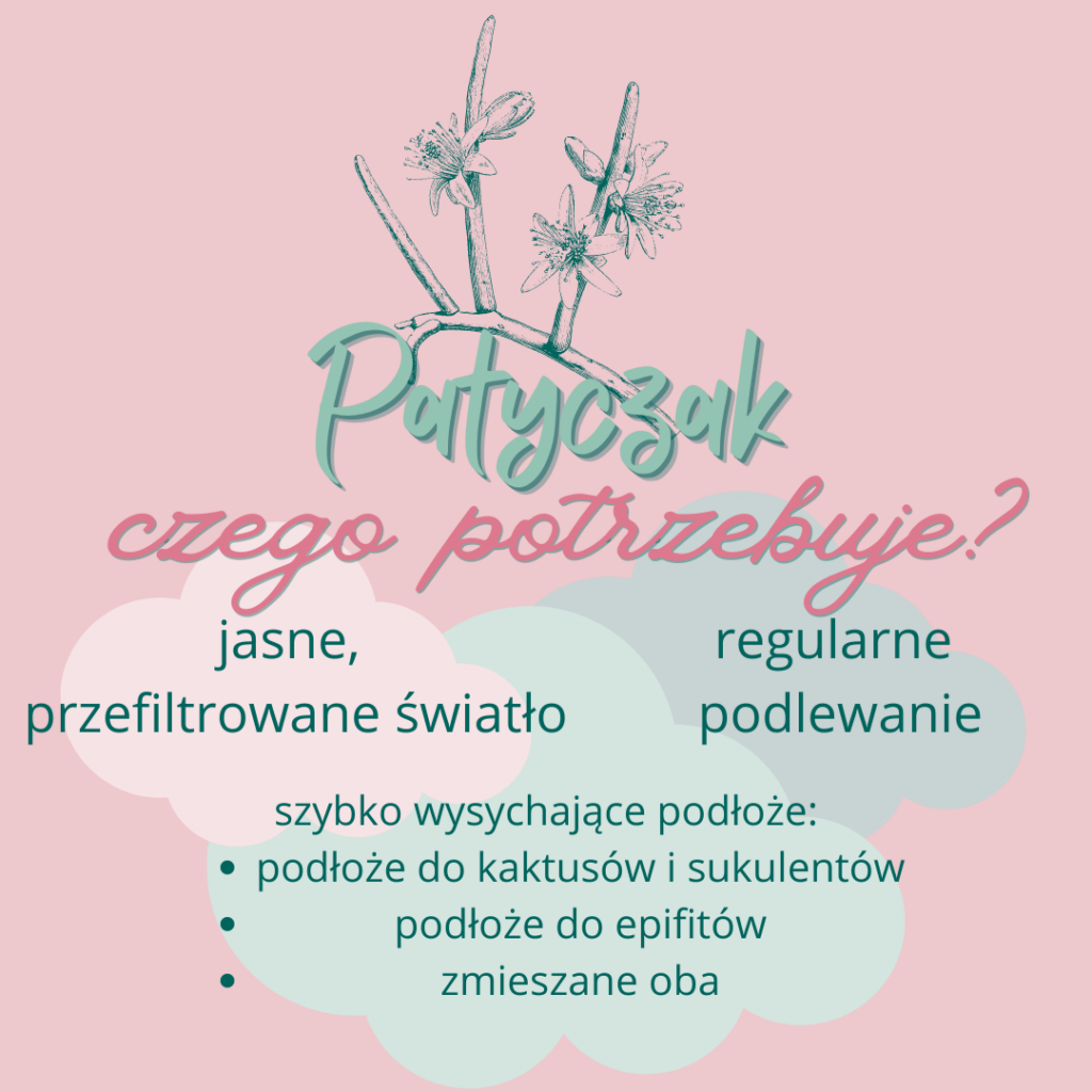 patyczak (rhipsalis) jak dbać? pielęgnacja patyczaka rośliny infografika