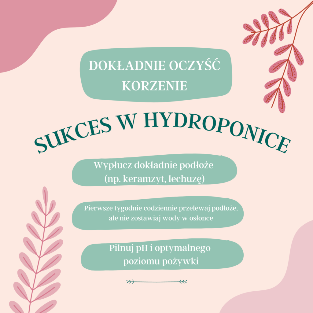 Hydroponika infografika - jak zacząć jak przenieść roślinę do hydroponiki