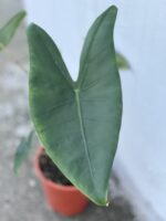 Zdjęcie rośliny Alocasia Zebrina, ujęcie 2
