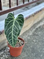 Zdjęcie rośliny Anthurium regale, ujęcie 1