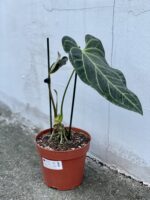 Zdjęcie rośliny Anthurium regale, ujęcie 2