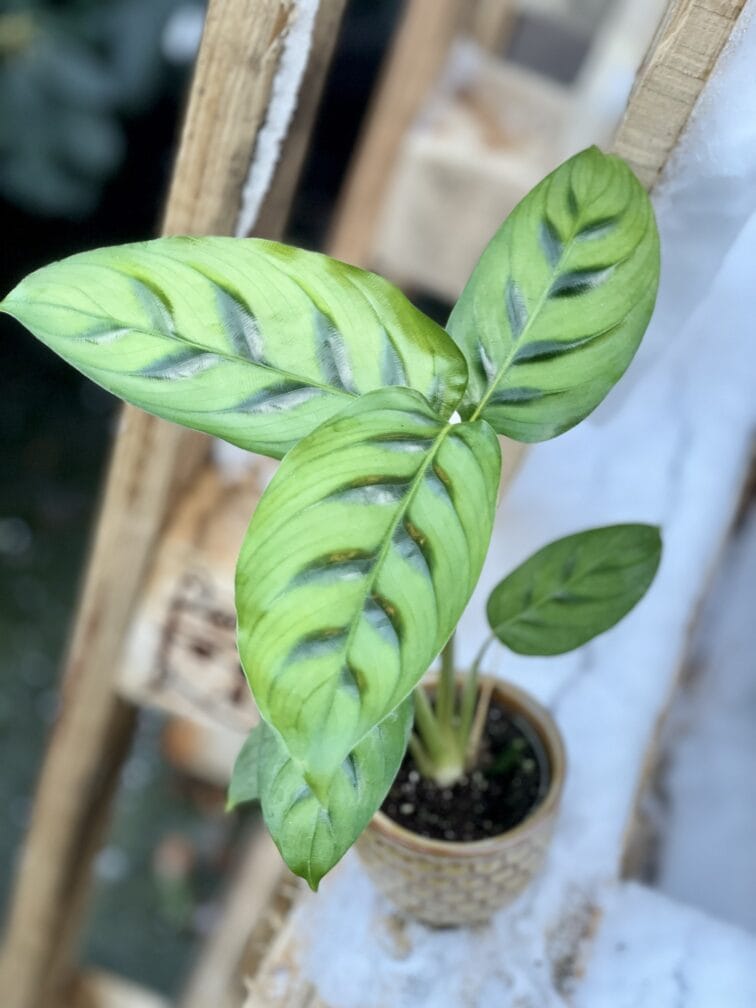 Zdjęcie rośliny Calathea Leopardina, ujęcie 1