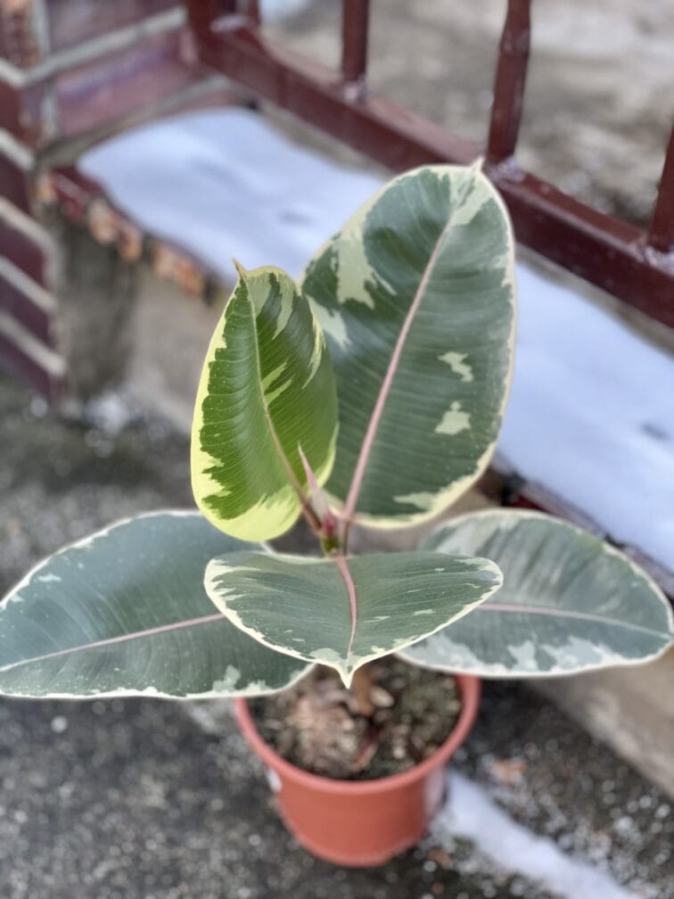 Zdjęcie rośliny Ficus Elastica Tineke, ujęcie 1