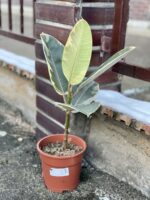 Zdjęcie rośliny Ficus Elastica Tineke, ujęcie 2