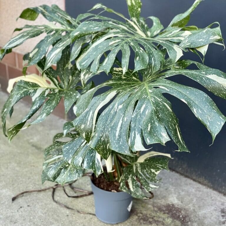 Monstera Thai Constellation kolekcjonerska monstera z wariegacją