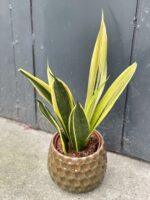 Zdjęcie doniczki lub oslonki: Osłonka Bartnik 13x15 cm, ujęcie 2